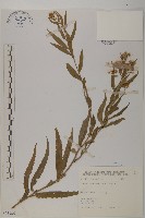 臺灣馬蘭藏品圖，第1張