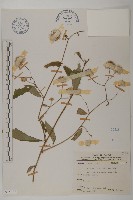 大頭艾納香藏品圖，第1張