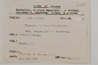 大頭艾納香藏品圖，第2張