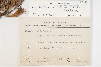 細葉假黃鵪菜藏品圖，第2張