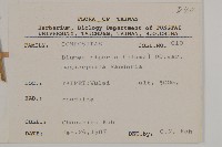 大頭艾納香藏品圖，第2張