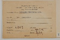 波斯菊、園庭金雞菊藏品圖，第2張