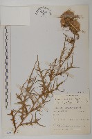 塔塔加薊藏品圖，第1張