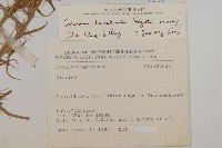 塔塔加薊藏品圖，第2張