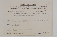 大頭艾納香藏品圖，第2張