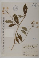 大頭艾納香藏品圖，第1張