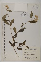 大頭艾納香藏品圖，第1張