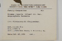 大頭艾納香藏品圖，第2張