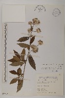 大頭艾納香藏品圖，第1張