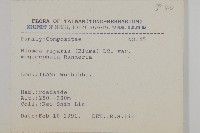 大頭艾納香藏品圖，第2張