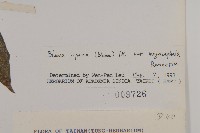 大頭艾納香藏品圖，第3張