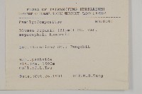 大頭艾納香藏品圖，第2張