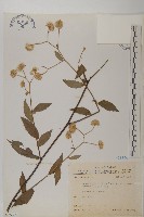 大頭艾納香藏品圖，第1張