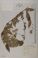 大頭艾納香藏品圖，第1張