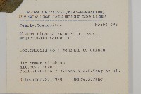 大頭艾納香藏品圖，第2張