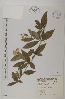 大頭艾納香藏品圖，第1張