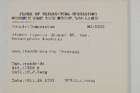 大頭艾納香藏品圖，第2張