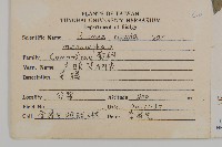 大頭艾納香藏品圖，第2張