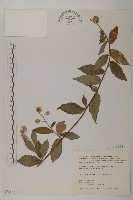 大頭艾納香藏品圖，第1張