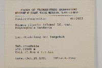 大頭艾納香藏品圖，第2張