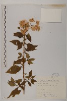 艾納香藏品圖，第1張