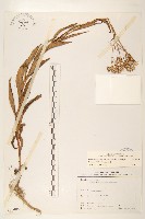 黃菀藏品圖，第1張