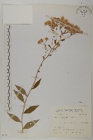 臺灣馬蘭藏品圖，第1張