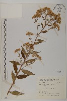 臺灣馬蘭藏品圖，第1張