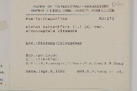 艾納香藏品圖，第2張