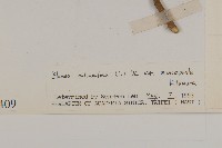 艾納香藏品圖，第3張