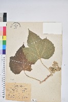 蟲屎藏品圖，第1張