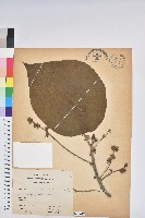 血桐藏品圖，第1張