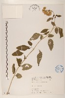 臺灣澤蘭藏品圖，第1張