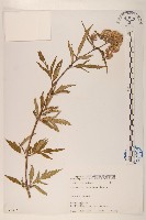 臺灣澤蘭藏品圖，第1張