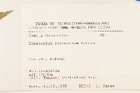 臺灣澤蘭藏品圖，第2張