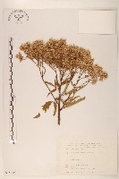 臺灣澤蘭藏品圖，第1張