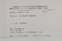 阿里山薊藏品圖，第2張