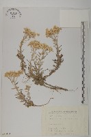 抱莖籟簫藏品圖，第1張