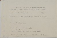 抱莖籟簫藏品圖，第2張