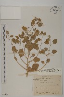 變葉藜藏品圖，第1張