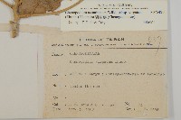 變葉藜藏品圖，第2張