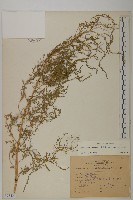 小葉藜藏品圖，第1張