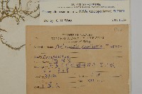 小葉藜藏品圖，第2張