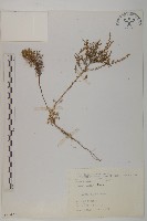 茵蔯蒿藏品圖，第1張