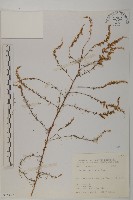 茵蔯蒿藏品圖，第1張