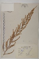 茵蔯蒿藏品圖，第1張