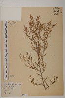 茵蔯蒿藏品圖，第1張