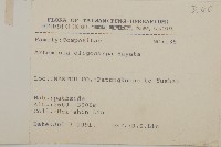 山艾藏品圖，第2張