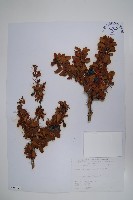 玉山小蘗藏品圖，第1張