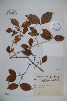 紅子莢迷藏品圖，第1張